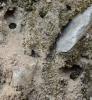 Lasioglossum sp.